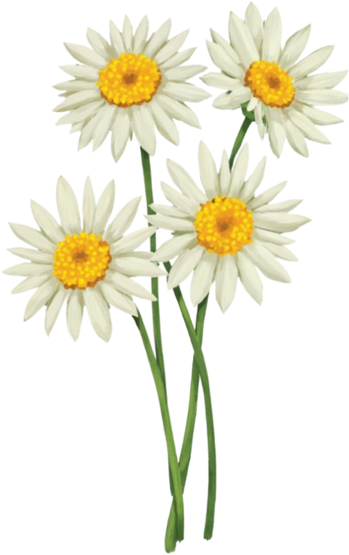 Motiv: Margeriten